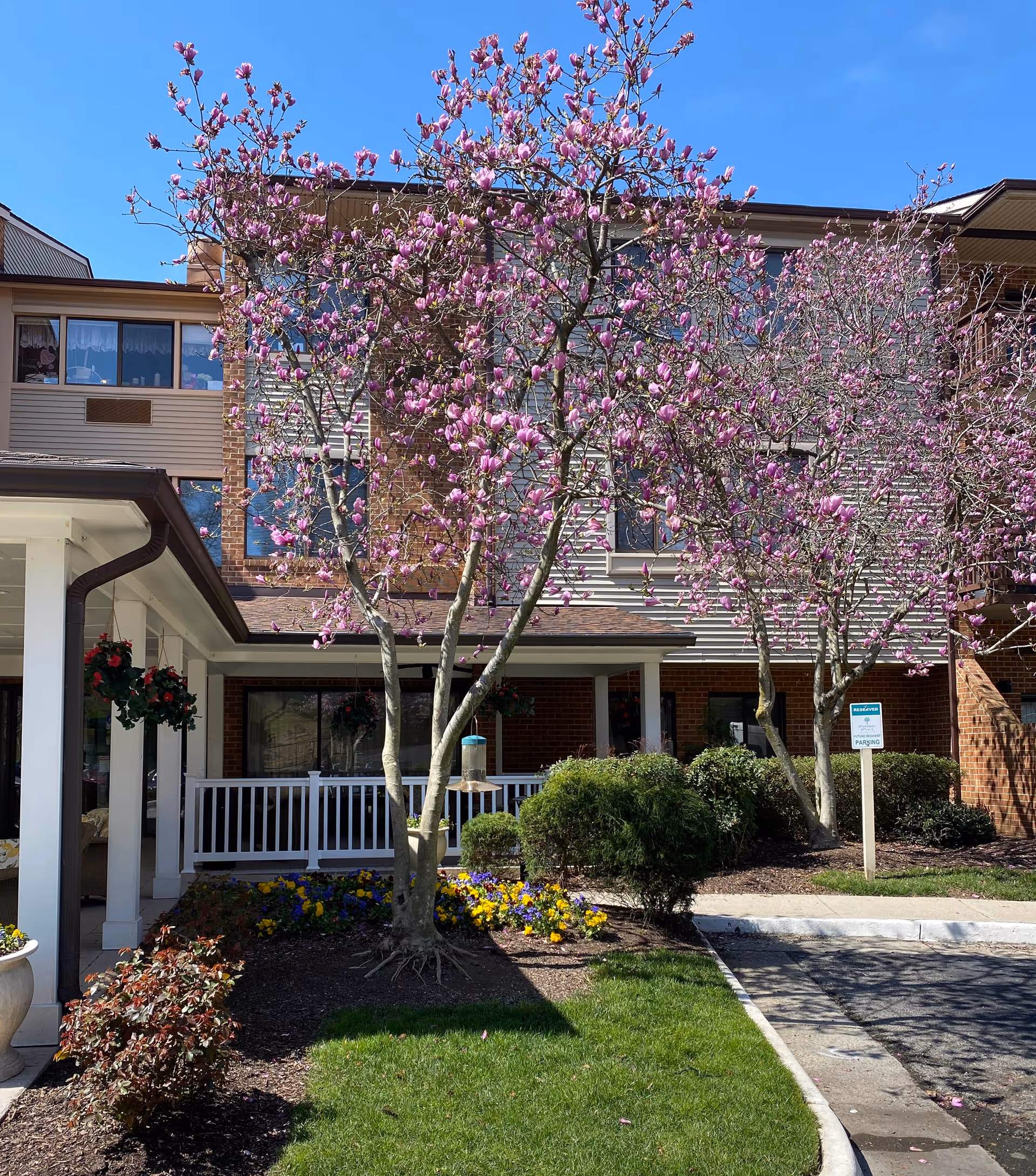 Exterior view of Potomac Place Assisted Living and Memory Care building with blooming pink magnolia trees, a well-maintained garden with colorful flowers, and a clear blue sky.