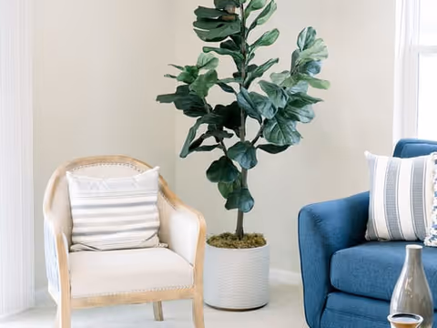 A cozy corner of a living room featuring a beige armchair with a striped pillow, a tall green potted plant in a white textured planter, and part of a blue sofa with a striped pillow. The background includes light-colored walls and a window with white curtains.