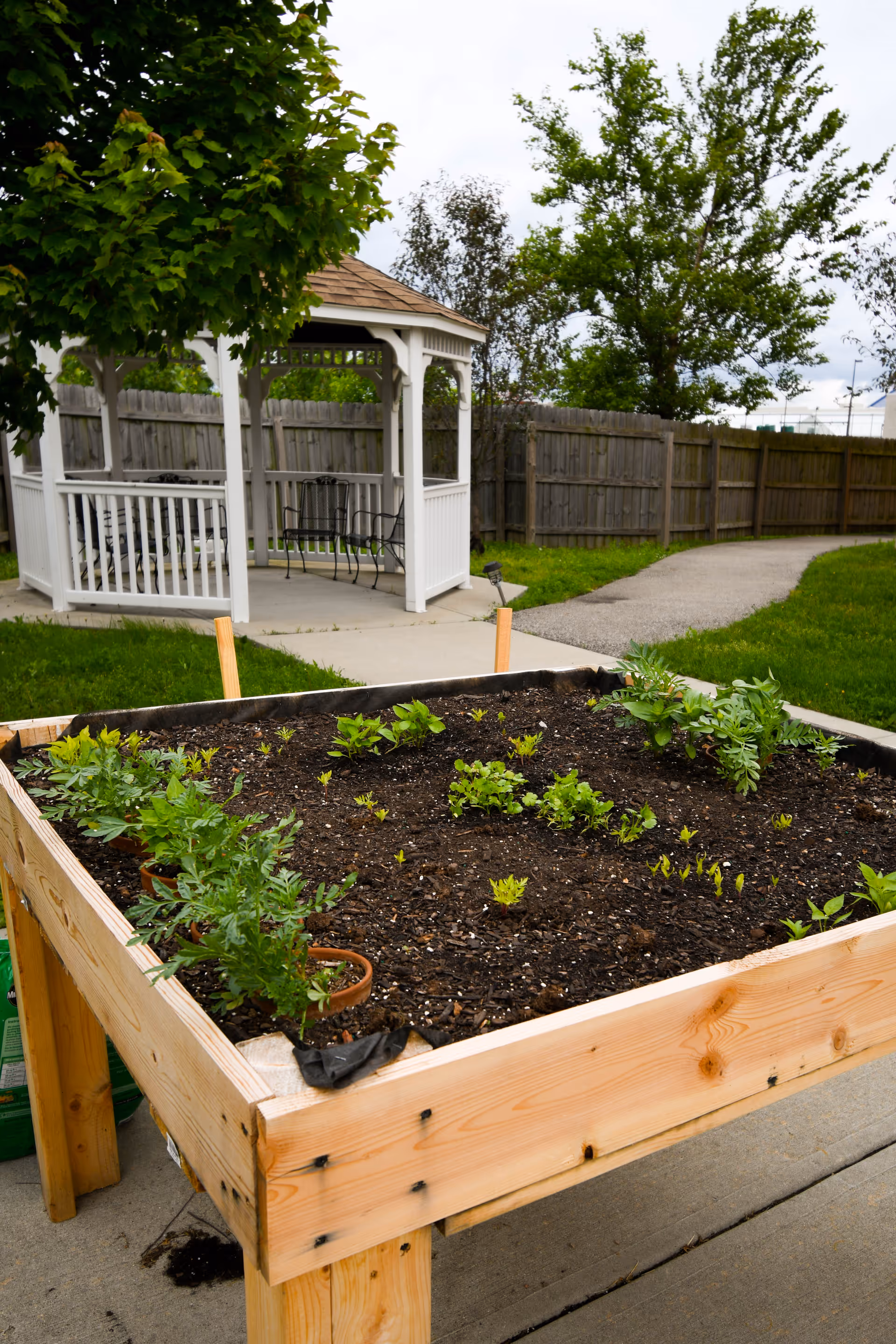 Raised wooden garden bed with young plants growing in soil, situated outdoors near a white gazebo with black metal chairs, surrounded by green grass, trees, and a wooden fence.