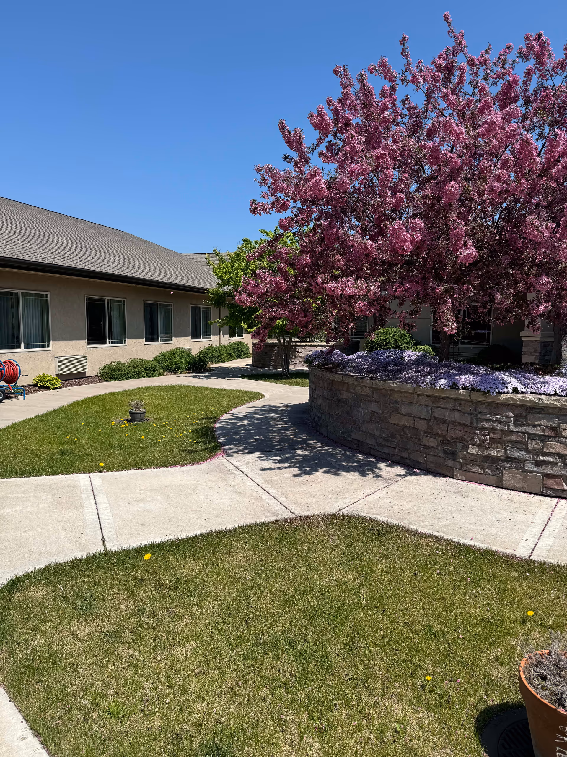Outdoor courtyard area at Edgemont Place featuring a curved concrete walkway surrounded by green grass and flower beds. A large tree with pink blossoms is planted in a raised stone planter. The building with multiple windows is visible in the background under a clear blue sky.