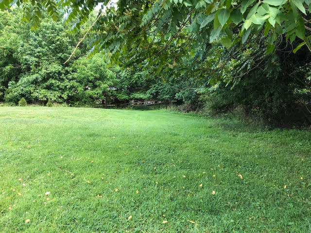 A grassy outdoor area with lush green grass and dense trees in the background, providing a natural and serene environment.