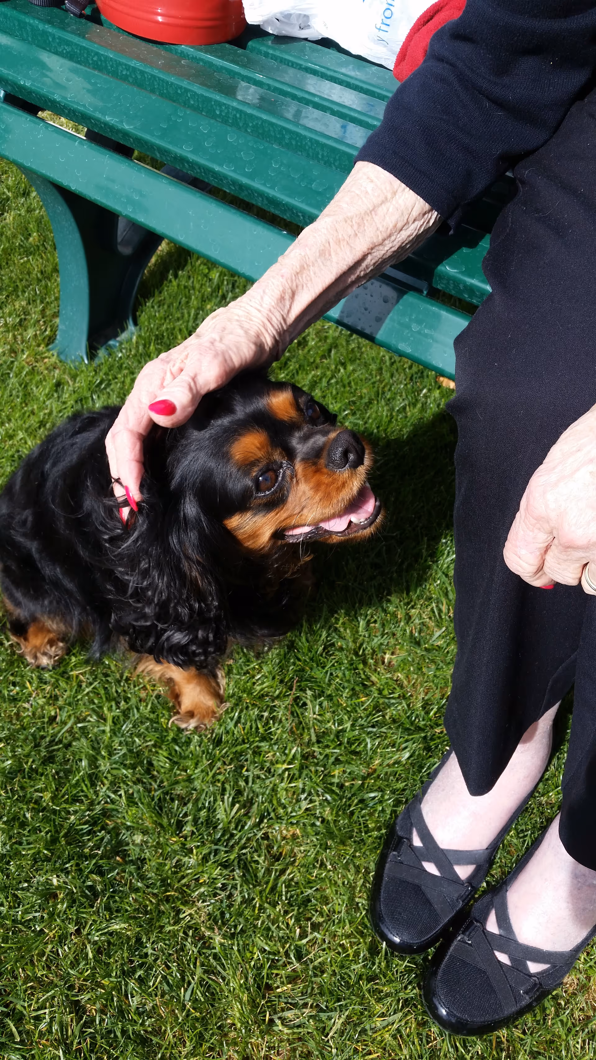 A small black and brown dog is being petted on the head by an elderly person sitting on a green bench outdoors on grass. The person is wearing black clothing and black shoes with straps.