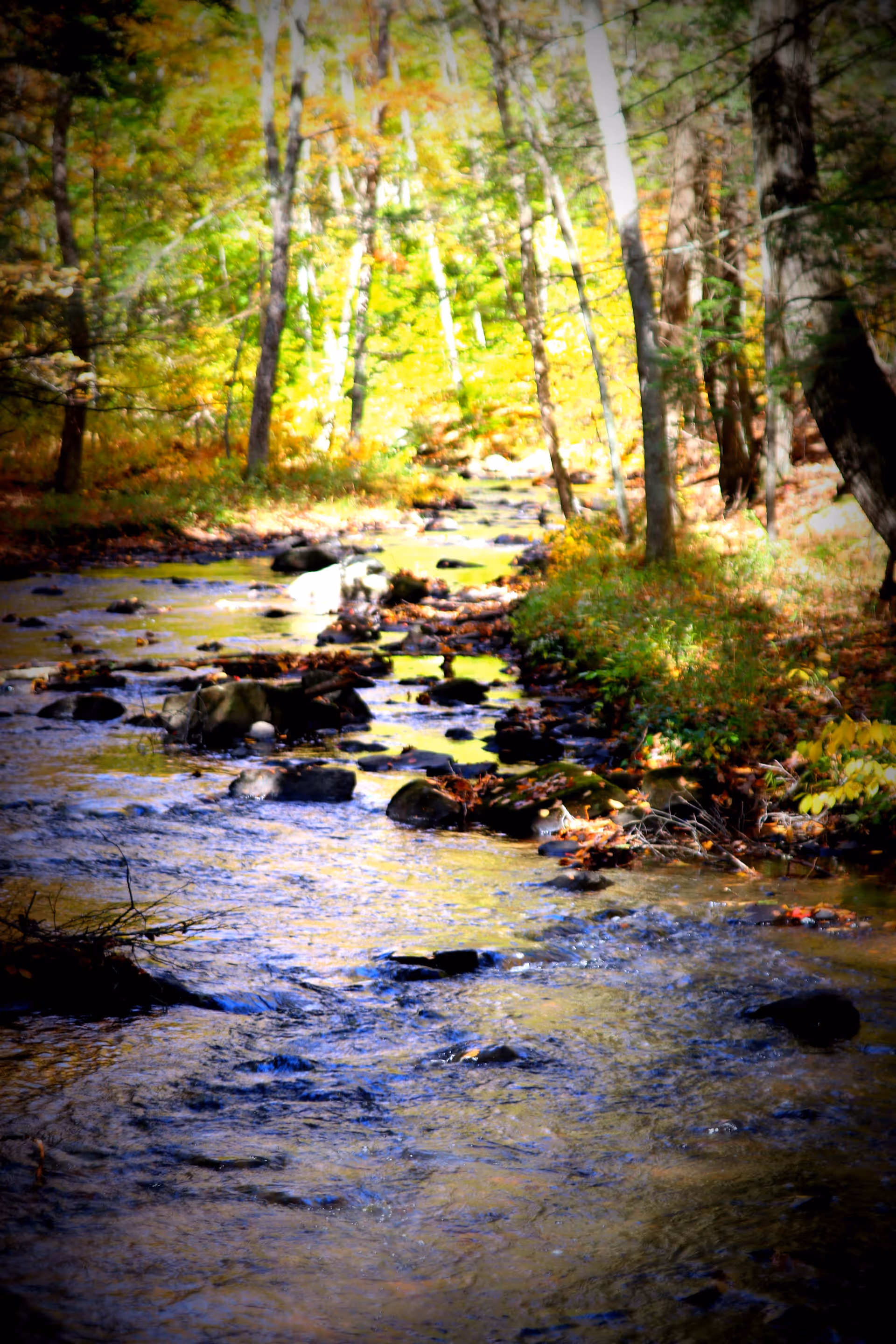 A shallow stream flowing through a sunlit forest with rocks and autumn-colored foliage.