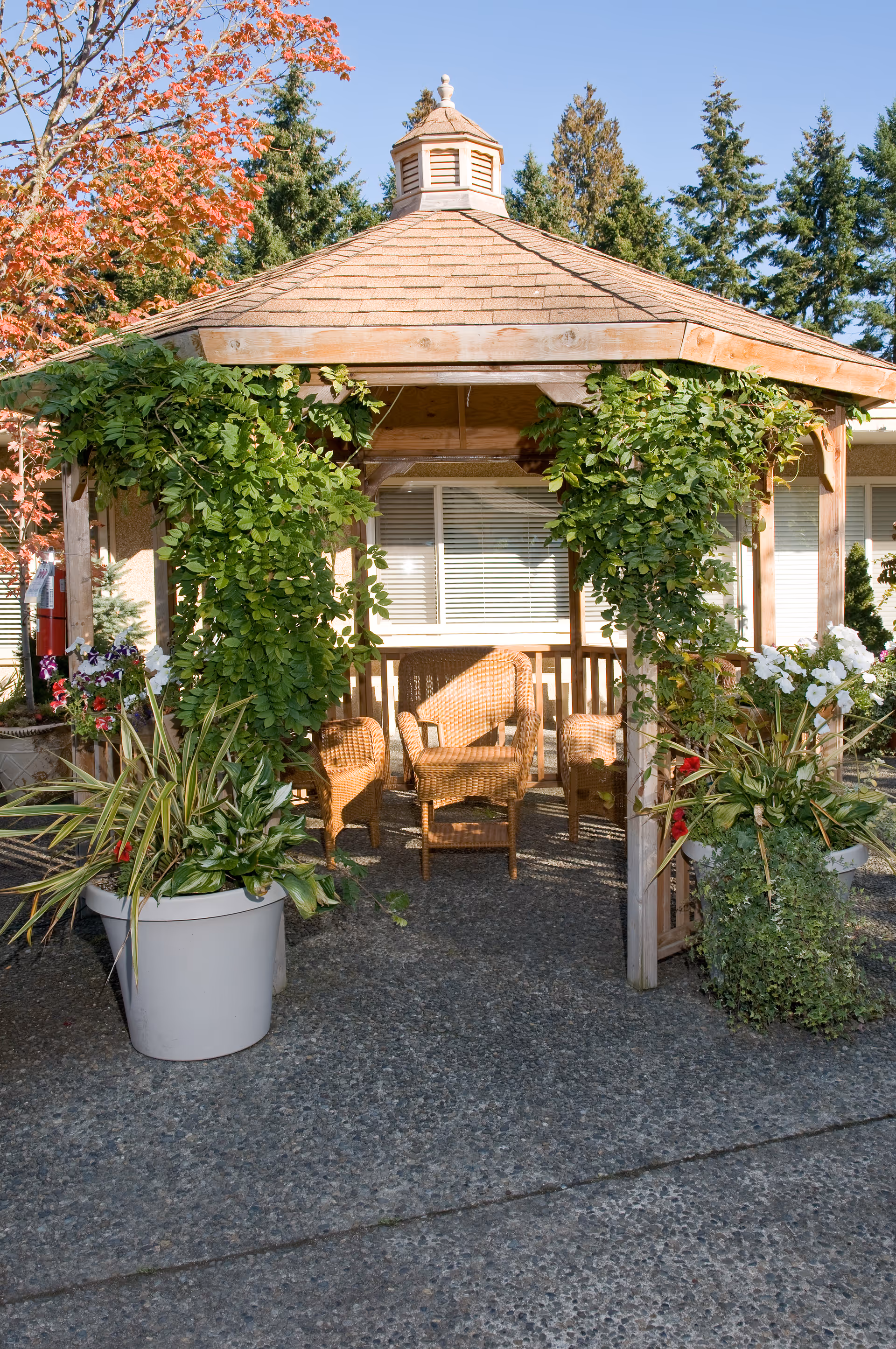A wooden gazebo with a shingled roof surrounded by green plants and flowers. Inside the gazebo, there are wicker chairs and a small table. The setting is outdoors with trees and a building visible in the background under a clear blue sky.