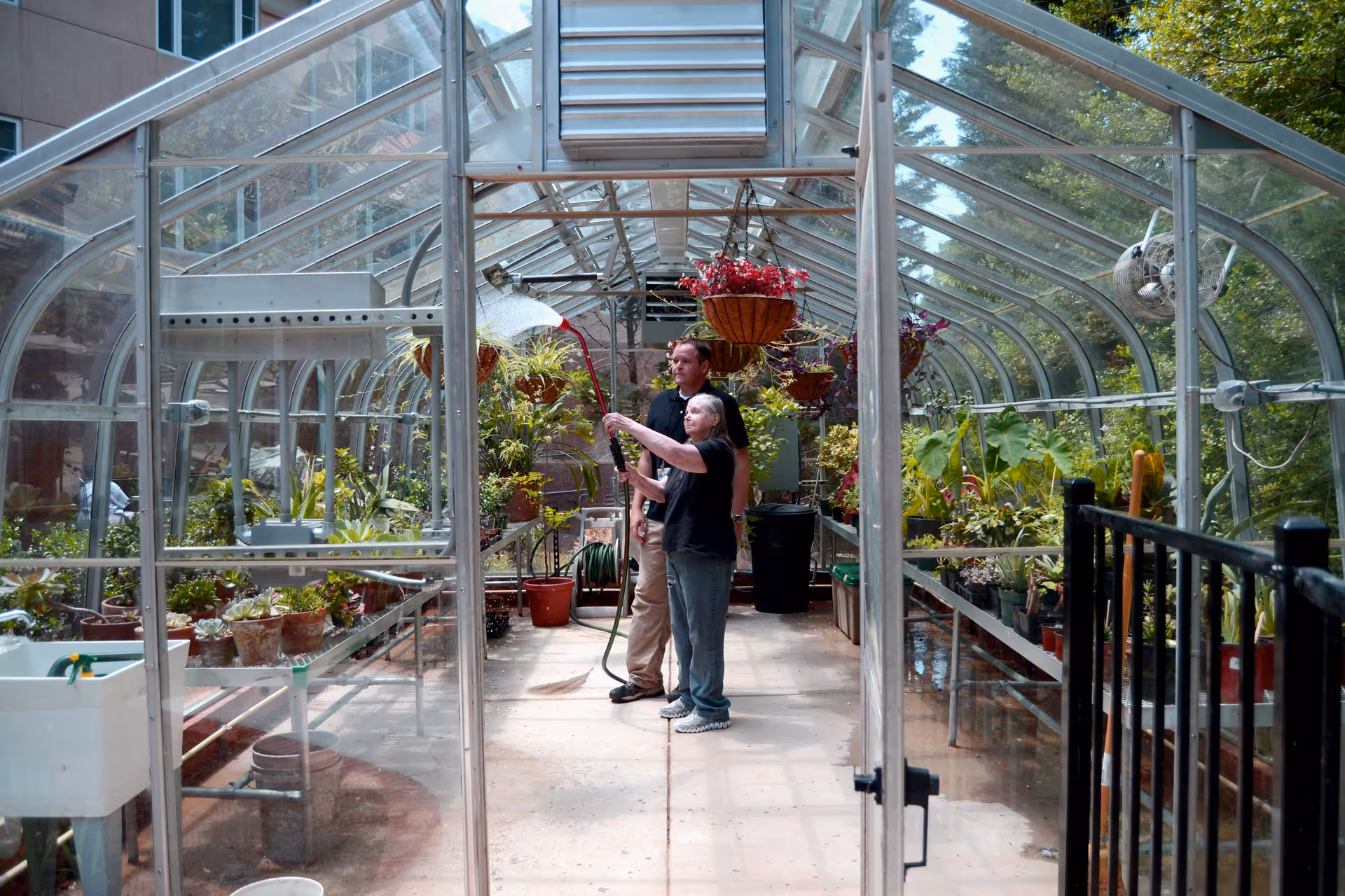 Two people inside a glass greenhouse watering plants. The greenhouse is filled with various potted plants and hanging baskets. One person is holding a hose spraying water while the other stands behind watching. The greenhouse has a metal frame and a concrete floor.