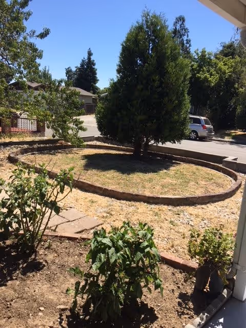 A small outdoor garden area with a circular raised bed containing a large evergreen tree. Surrounding the circular bed are some smaller plants and bushes. In the background, there is a street with a parked silver minivan and some houses. The sky is clear and blue.