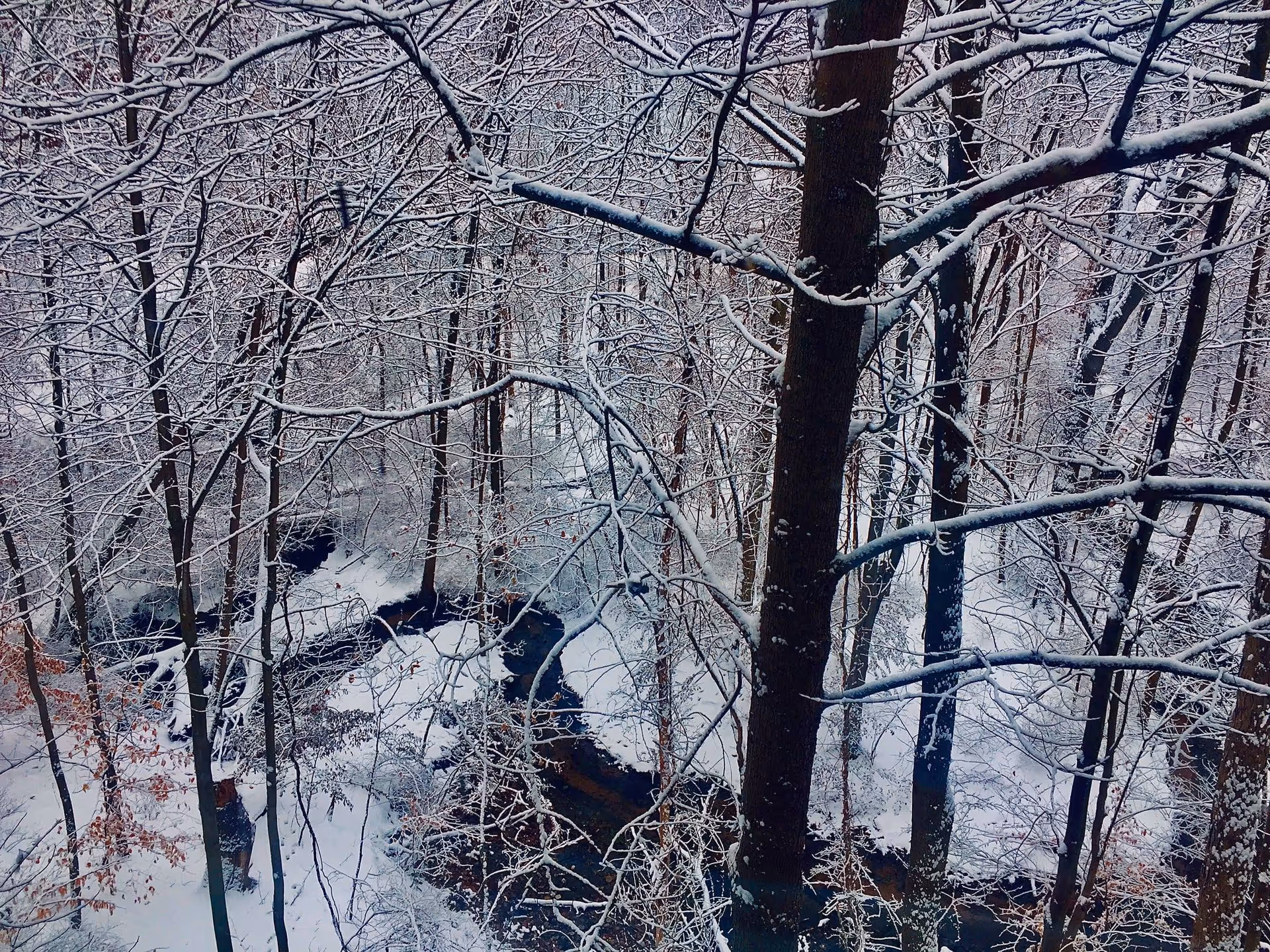 A snowy forest scene with bare trees covered in snow and a small stream flowing through the snow-covered ground.