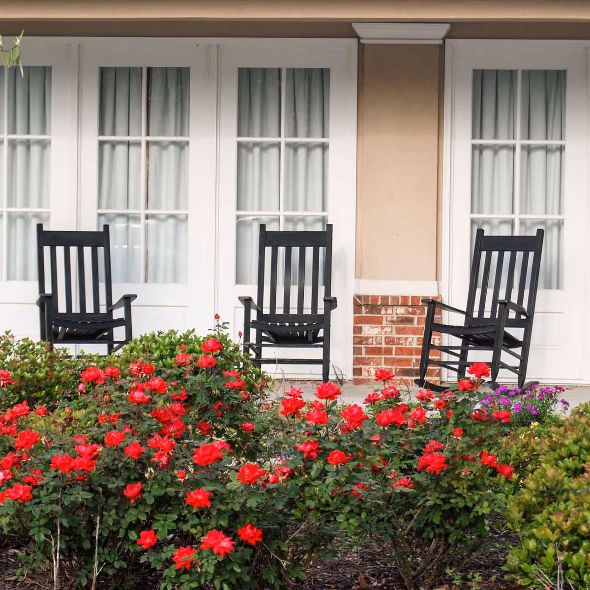 Three black rocking chairs on a porch in front of white French doors with curtains, surrounded by a garden with blooming red roses and some purple flowers.