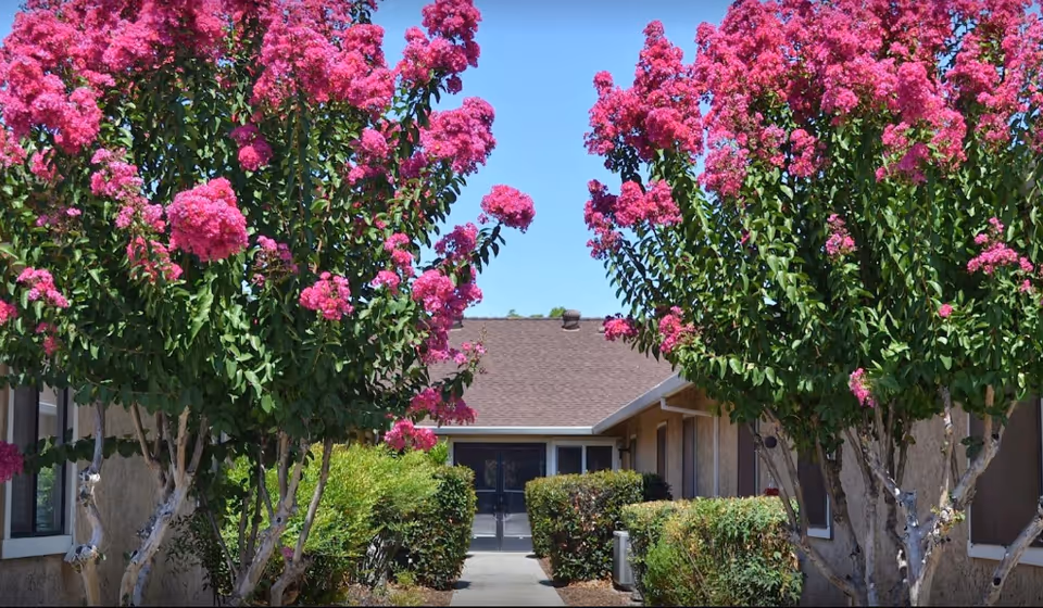 Entrance to a senior living facility framed by pink flowering trees along a walkway