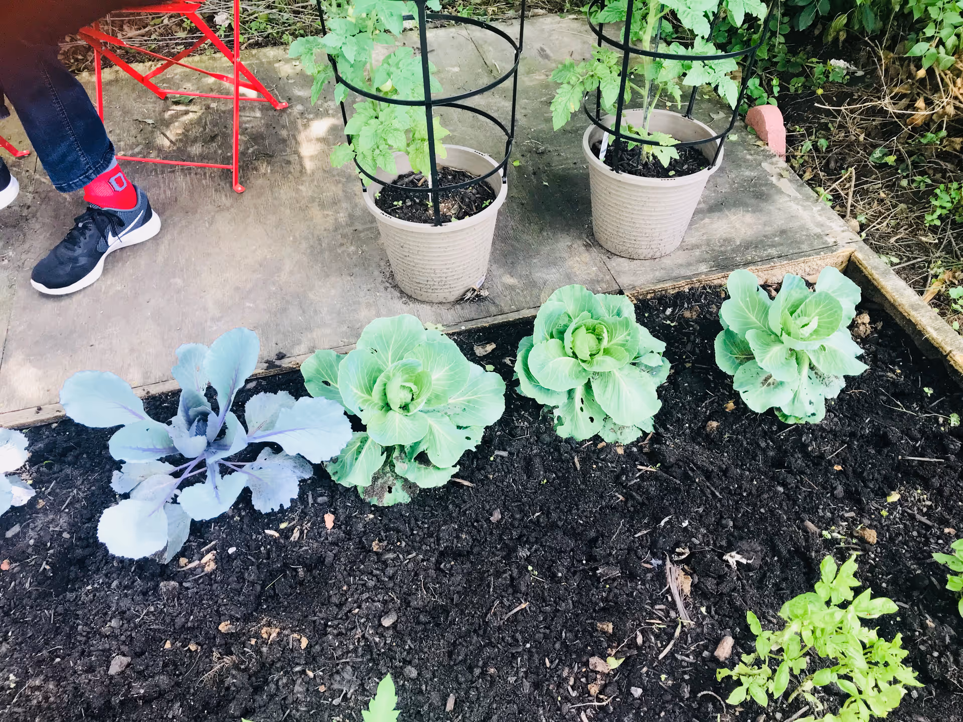 Garden bed with several cabbage plants, two potted tomato plants in cages, and a person's legs beside a red chair on a concrete slab.