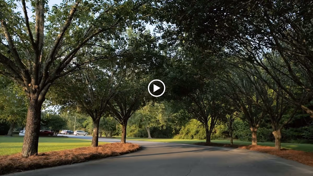 A tree-lined driveway curves through a grassy lawn with parked cars visible in the background.