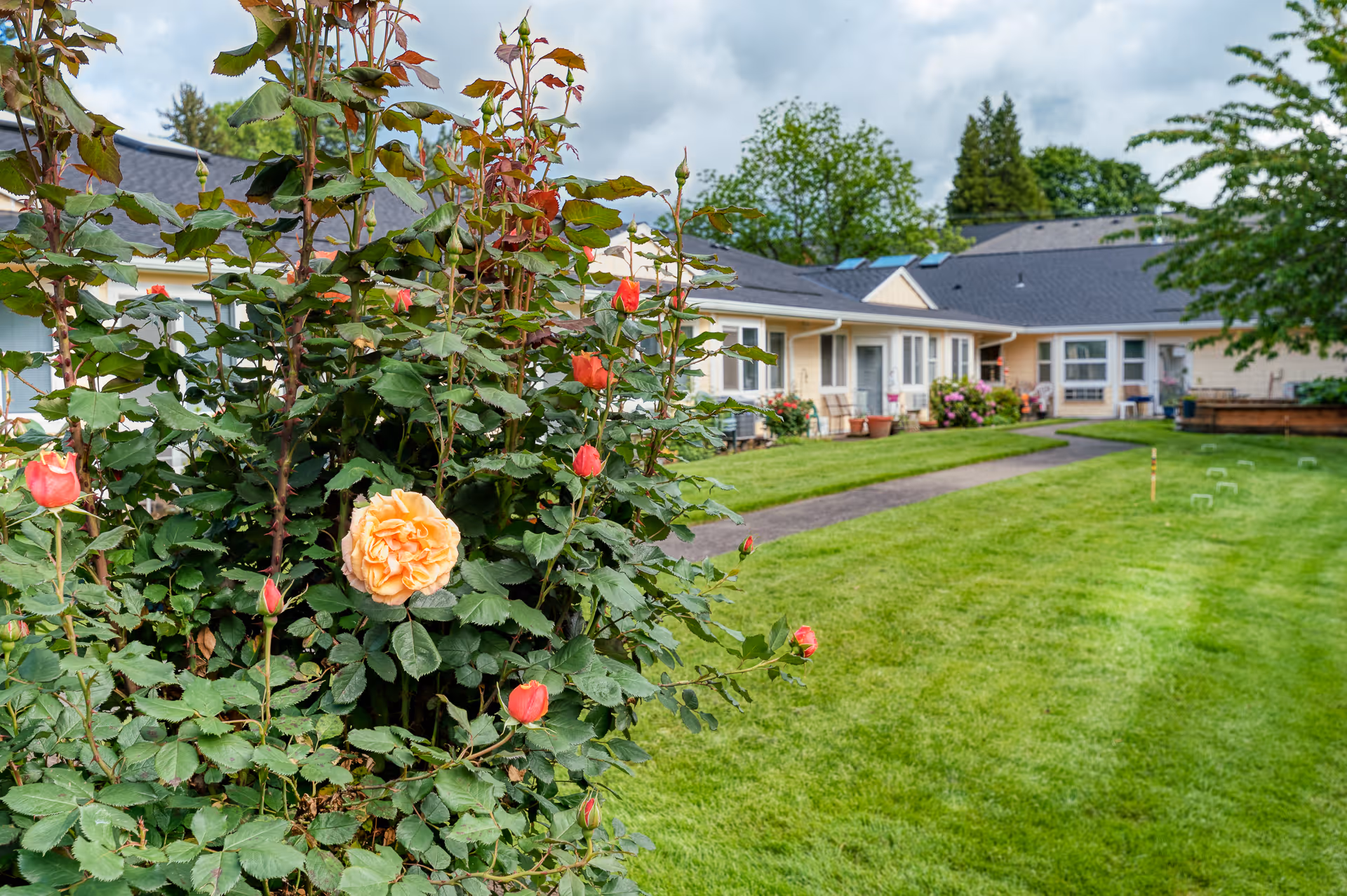 A garden area with a blooming rose bush in the foreground and a paved walkway leading to a single-story assisted living facility building with beige walls and dark roof. The lawn is well-maintained with some outdoor seating and plants near the building.