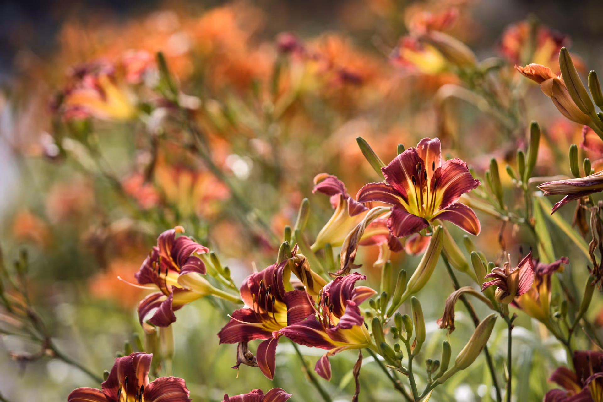 Close-up of maroon and yellow daylilies blooming in a sunlit garden with a blurred background.