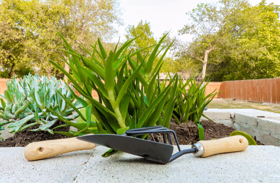 Close-up view of a garden bed with green aloe vera plants and other succulents, with a small gardening trowel and hand rake resting on the edge of the concrete planter. Trees and a wooden fence are visible in the background under a clear sky.