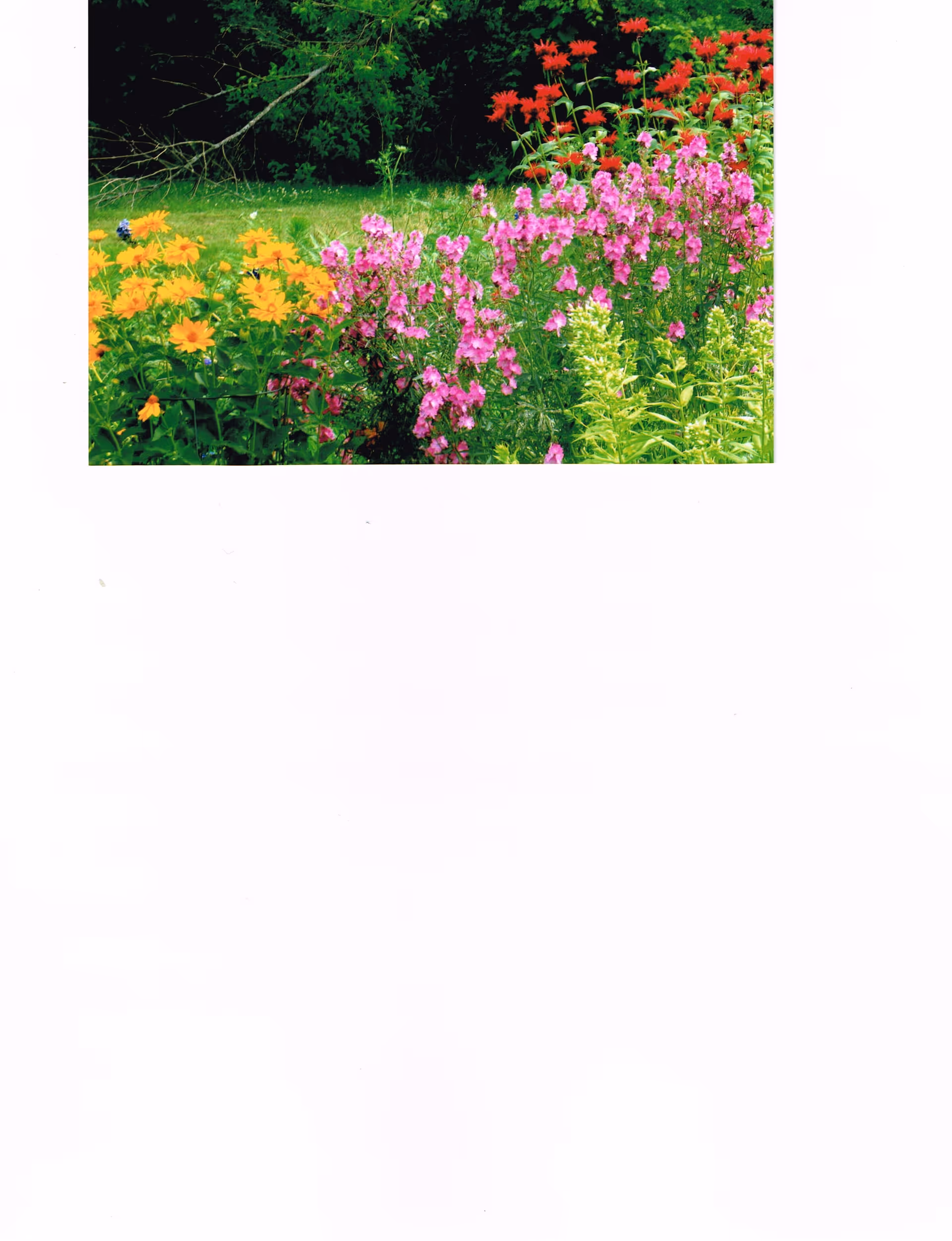 A garden bed with yellow, pink, and red flowering plants in front of a green lawn and trees.