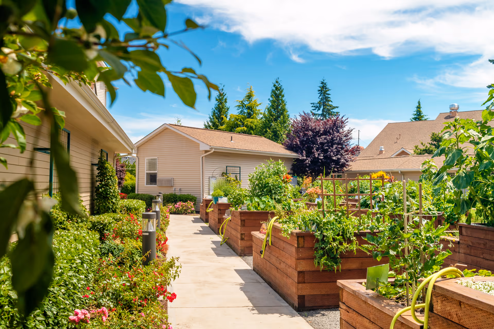 Outdoor garden area at Cogir of Glenwood Place featuring raised wooden garden beds filled with various green plants and vegetables. A concrete pathway runs through the garden, bordered by flowering bushes and shrubs. Residential buildings with beige siding and brown roofs are visible in the background under a bright blue sky with some clouds.