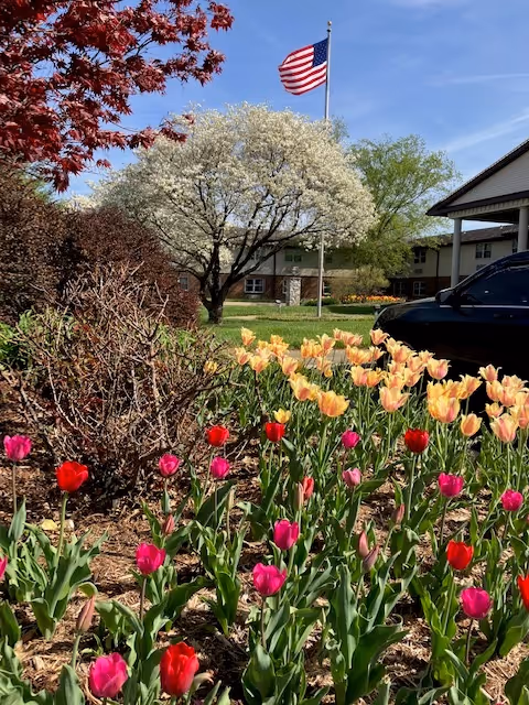 Colorful tulip flowerbed in front of a blossoming tree, an American flag, and a senior living building under a blue sky.