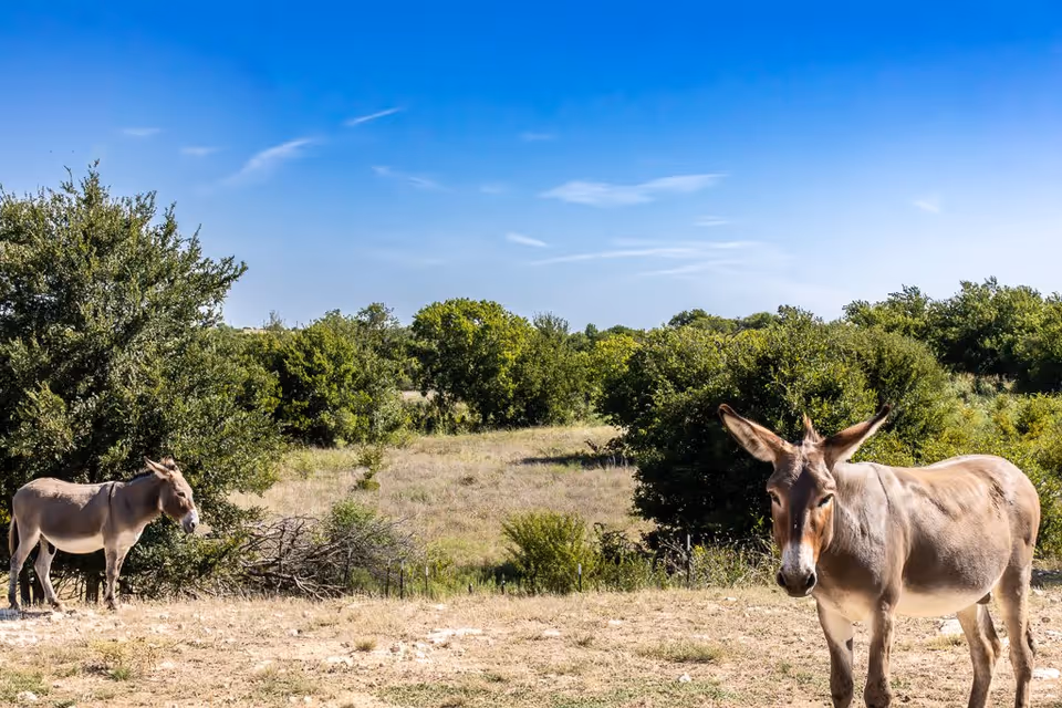 Two donkeys standing in a grassy field with bushes and trees under a clear blue sky.