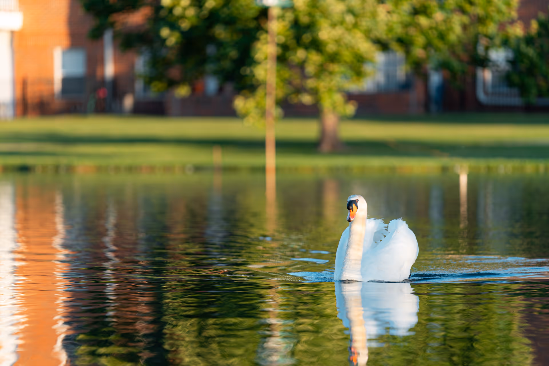 A white swan gracefully swimming on a calm pond with reflections of trees and a brick building in the water, set in a green outdoor area.