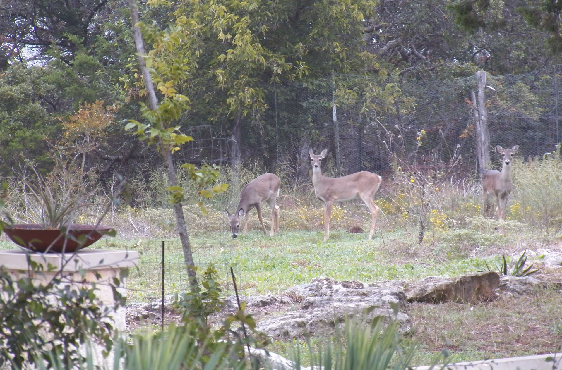 Three deer grazing in a grassy yard near trees and a wire fence with plants and rocks in the foreground.