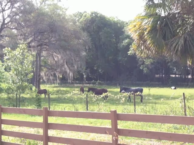 A grassy field with several horses grazing behind a wooden fence, surrounded by trees and greenery under daylight.