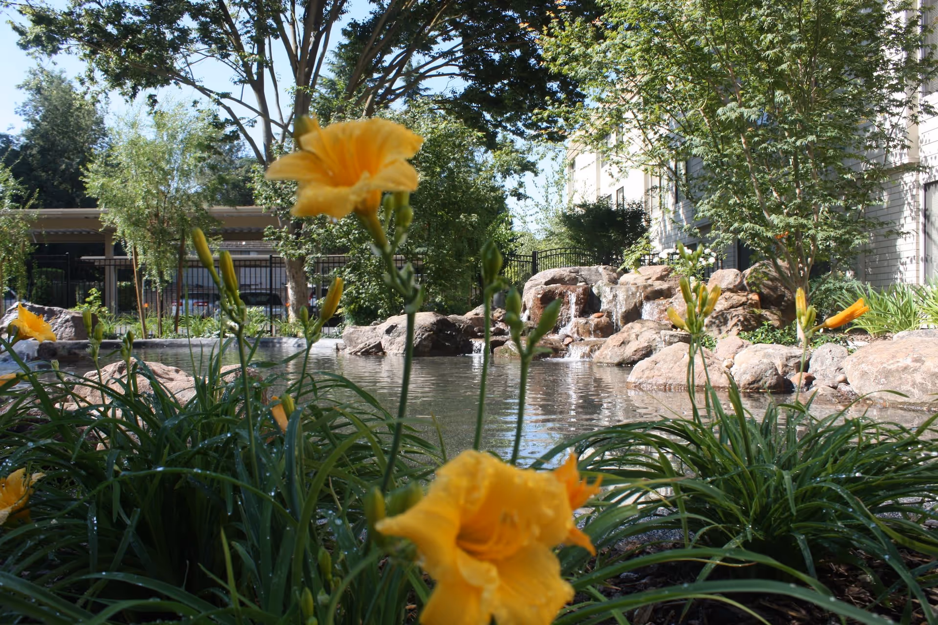 A serene garden featuring yellow flowers in the foreground, a small waterfall, and a pond surrounded by rocks and greenery at Campus Commons Senior Living.