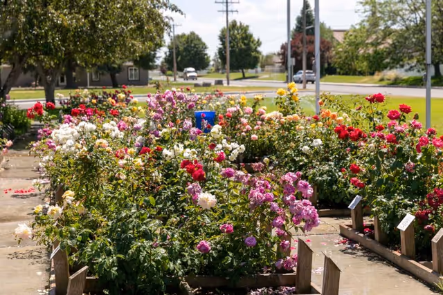 A colorful rose garden with rows of blooming flowers lining a walkway outside, with trees and a street in the background.
