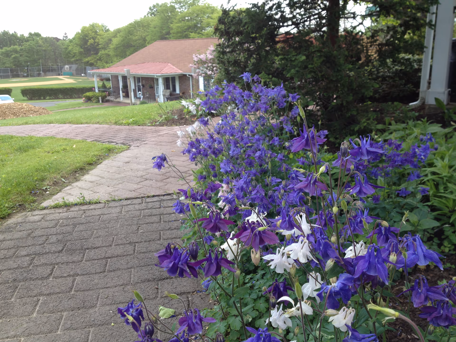 A garden path lined with purple and white flowers leading towards a single-story brick building with a red roof. In the background, there is a baseball field surrounded by trees.