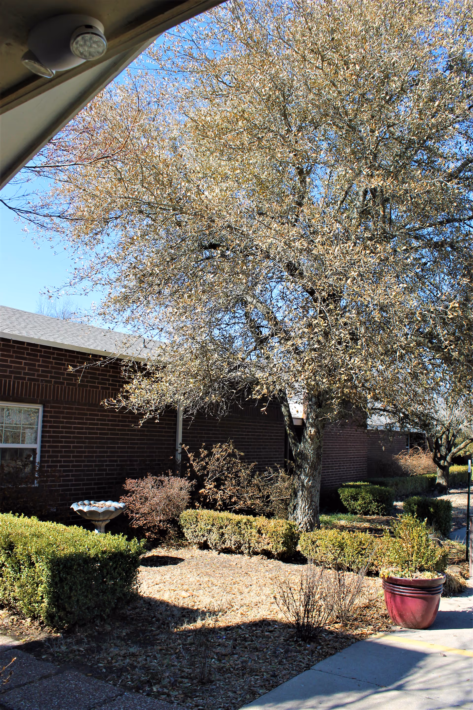 Brick nursing home exterior with a large tree, trimmed hedges, a birdbath and a potted plant along a walkway under a clear sky.