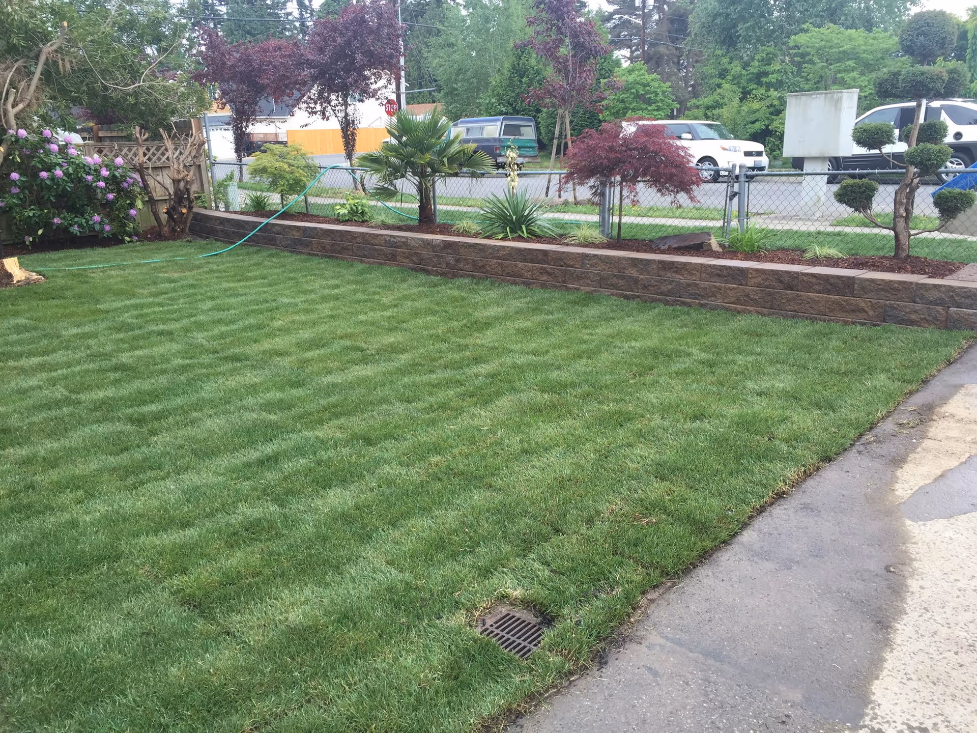A well-maintained outdoor garden area with freshly mowed green grass, a raised flower bed with various plants and small trees, a garden hose, and a chain-link fence separating the garden from a street with parked cars and trees in the background.