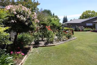 Outdoor garden with flowering shrubs, a green lawn, and a house.