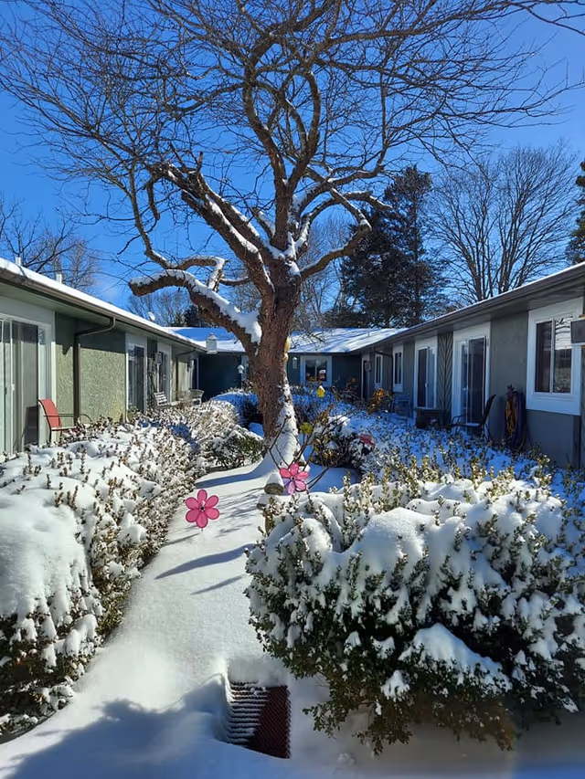 Snow-covered courtyard with bushes and a large tree in the center, surrounded by single-story buildings under a clear blue sky. Two pink flower decorations are visible in the snow along the pathway.