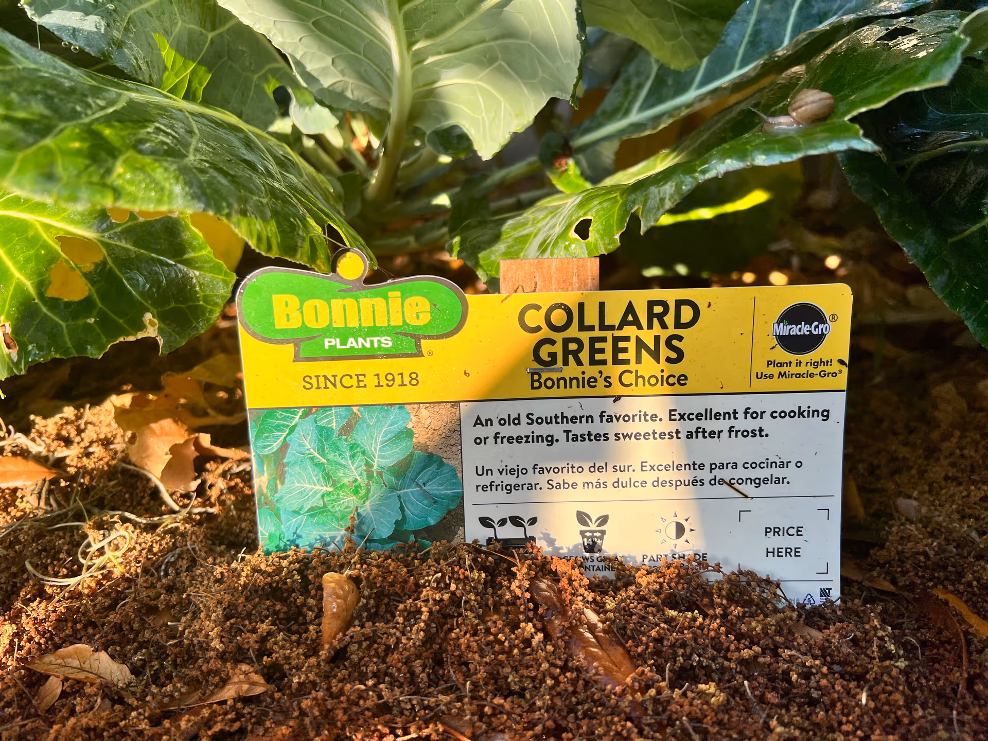 A Bonnie Plants label for Collard Greens placed in soil beneath collard green leaves.
