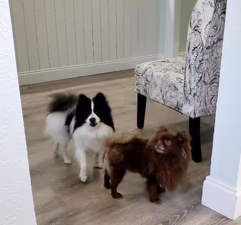 Two small dogs standing on a wooden floor inside a room with a patterned upholstered chair and white paneled wall in the background.