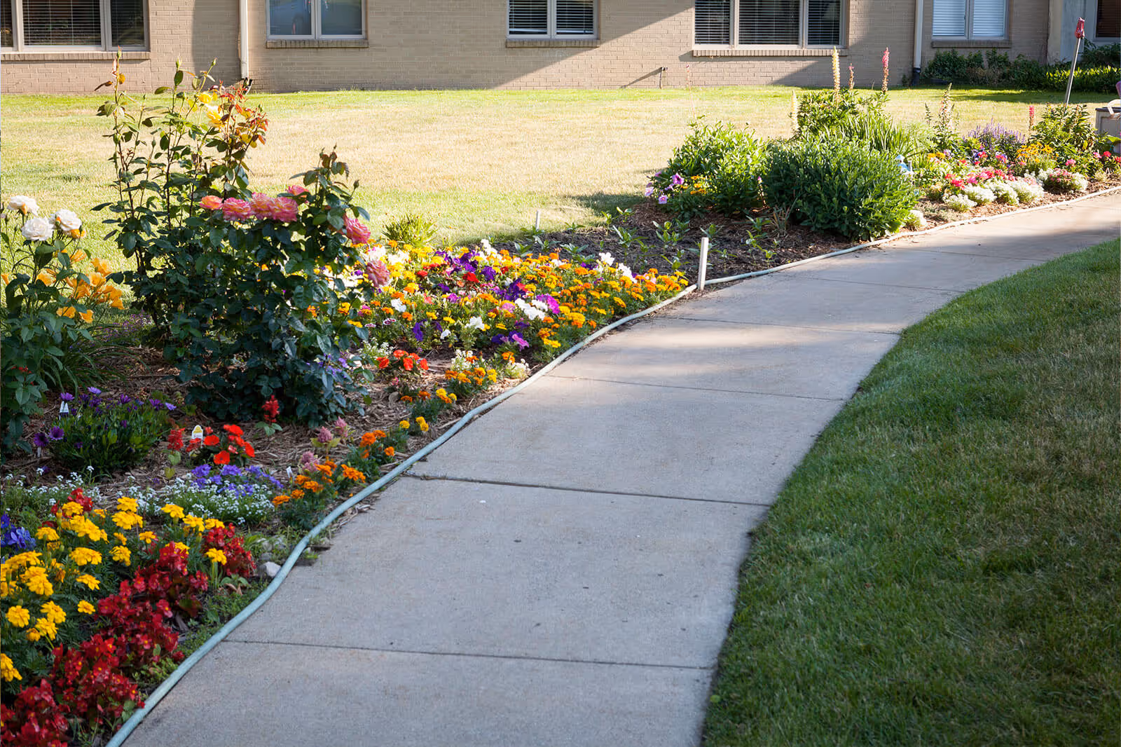 A curved concrete walkway bordered by a colorful flower bed with various blooming flowers and green shrubs, adjacent to a grassy lawn and a beige brick building with windows.