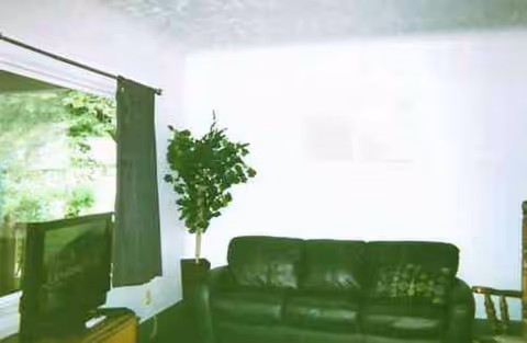 Living room with a leather sofa, TV, plant, and window with curtains.