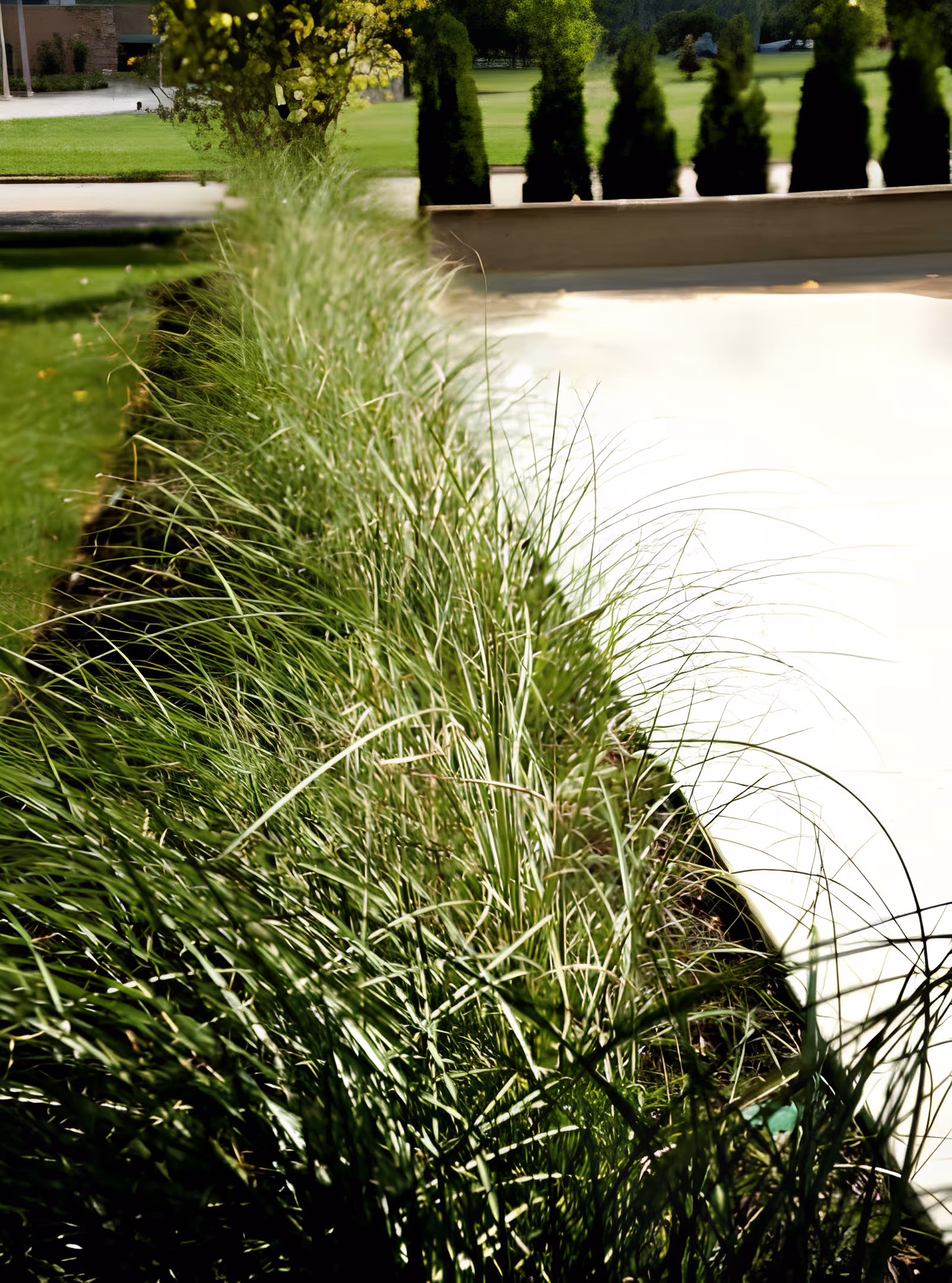A row of ornamental grasses along a sunny sidewalk with trees and a lawn in the background.