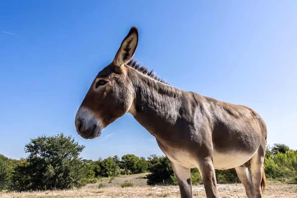 A close-up side view of a donkey standing outdoors on a sunny day with clear blue sky and green bushes in the background.