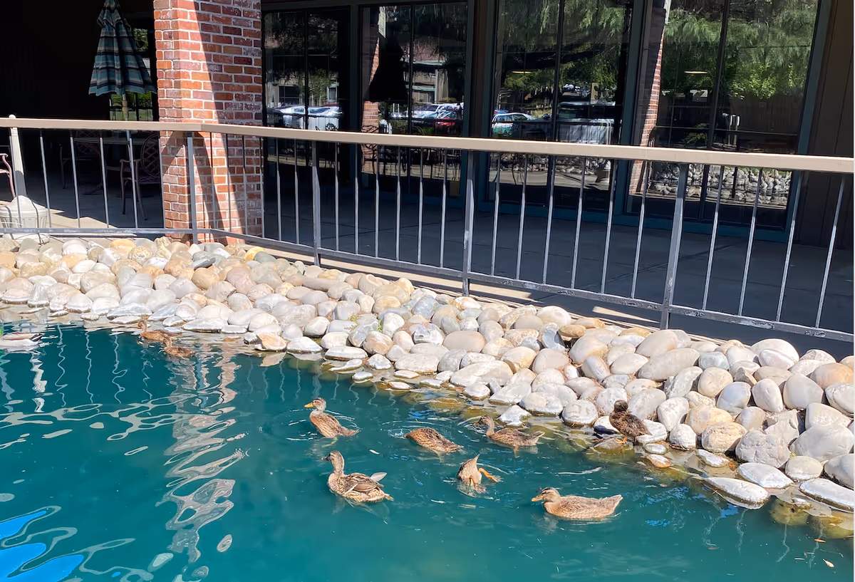 A small outdoor pond with several ducks swimming near a rocky edge in front of a building with windows and a metal railing.