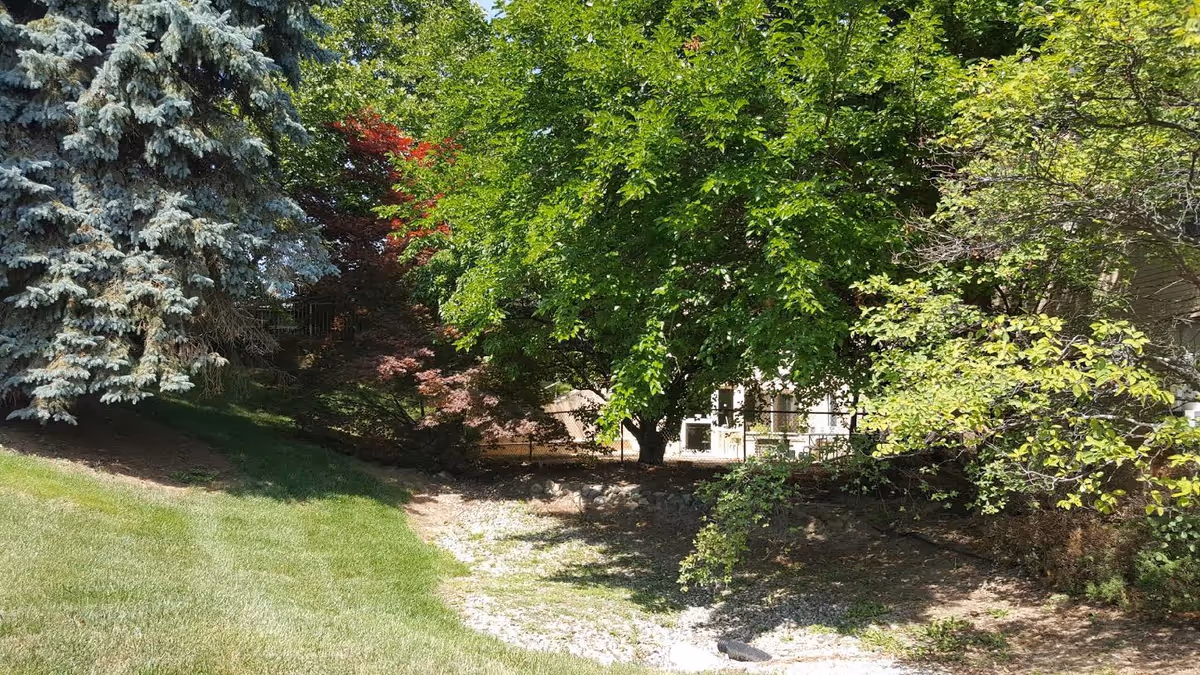 A lush outdoor area with a variety of trees including a large green leafy tree, a blue spruce, and some red-leaved trees. There is a grassy slope on the left side and a dry creek bed or gravel path running through the middle. In the background, part of a building with a patio and railing is partially visible through the trees.