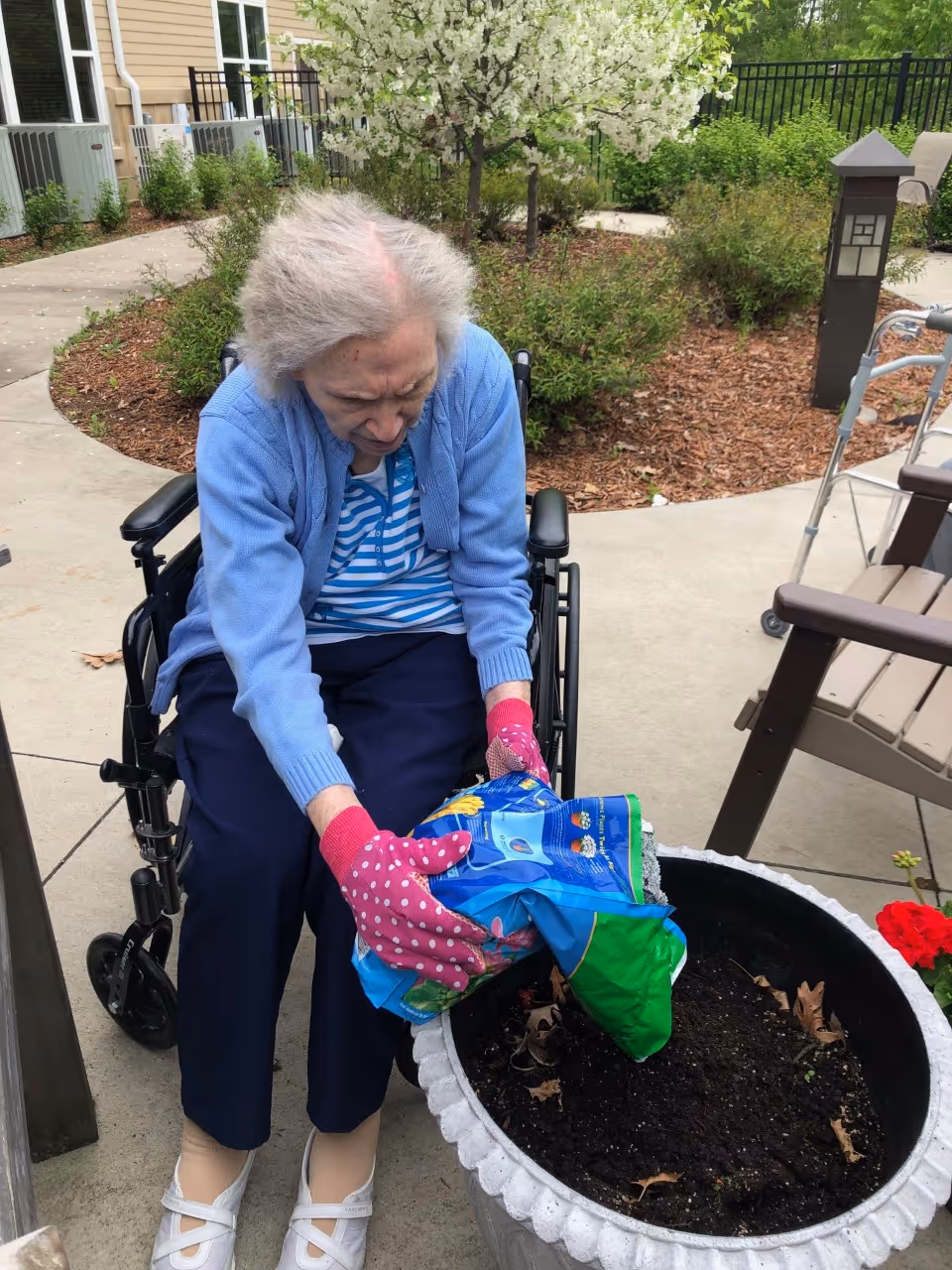 An elderly woman in a wheelchair wearing a blue cardigan, striped shirt, dark pants, and pink gardening gloves is pouring soil from a bag into a large planter outdoors. The setting includes a paved walkway, greenery, and a wooden bench nearby.