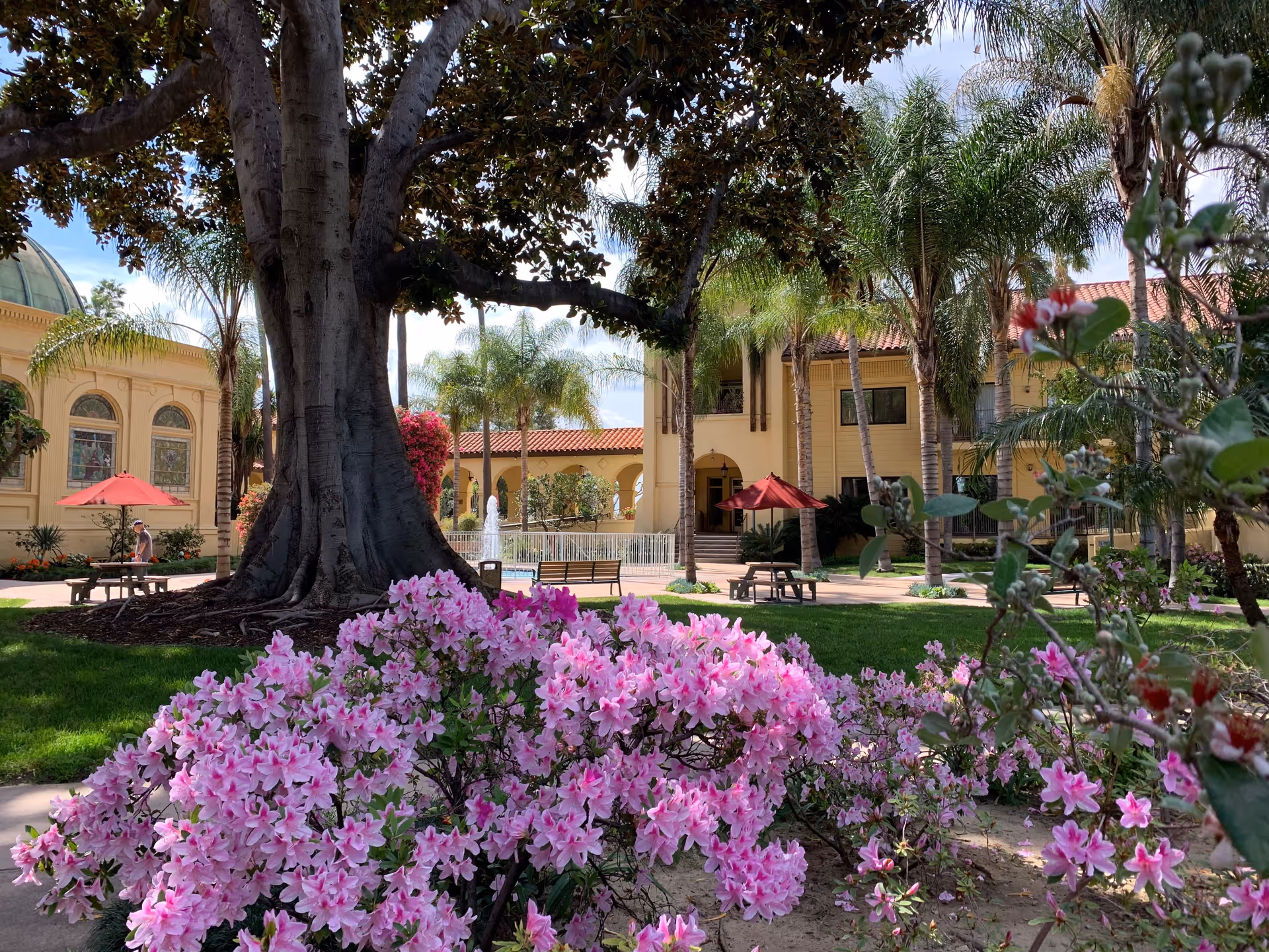 A vibrant outdoor garden area at Hollenbeck Palms featuring a large tree with thick roots, blooming pink flowers in the foreground, palm trees, benches with red umbrellas, and a yellow building with arched windows and a red-tiled roof in the background under a partly cloudy sky.