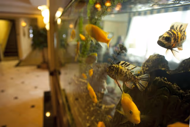Close-up of a large aquarium with yellow and striped fish in a facility lobby.
