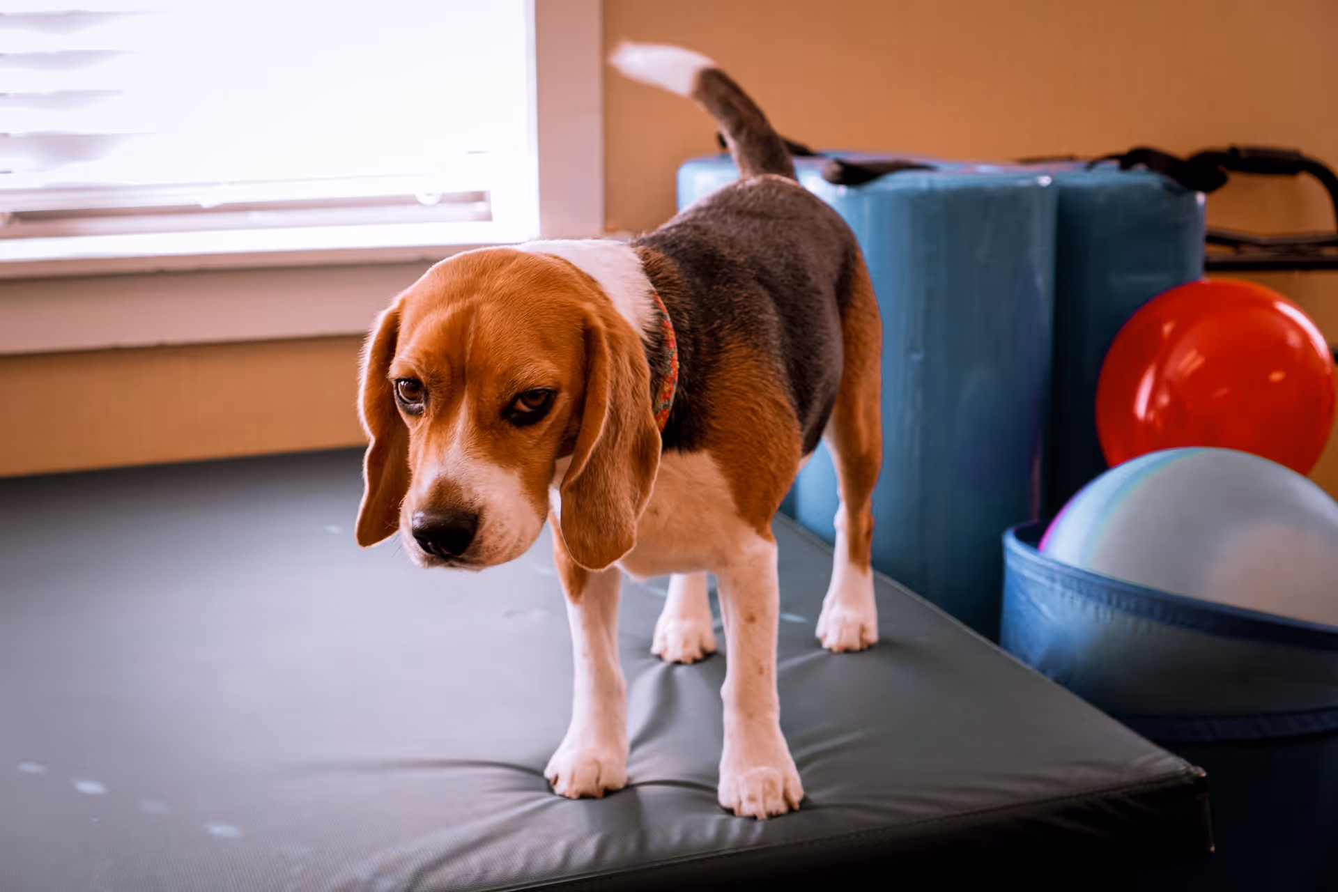 A beagle standing on a padded mat in a room with exercise balls and cushions near a window.