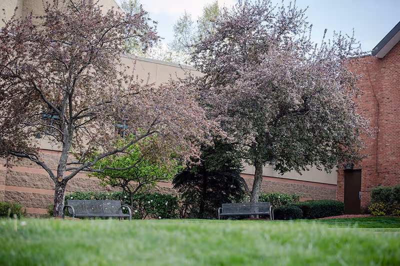 Outdoor garden area with green grass, two metal benches, and several trees with pink blossoms next to a building with beige and red brick walls.