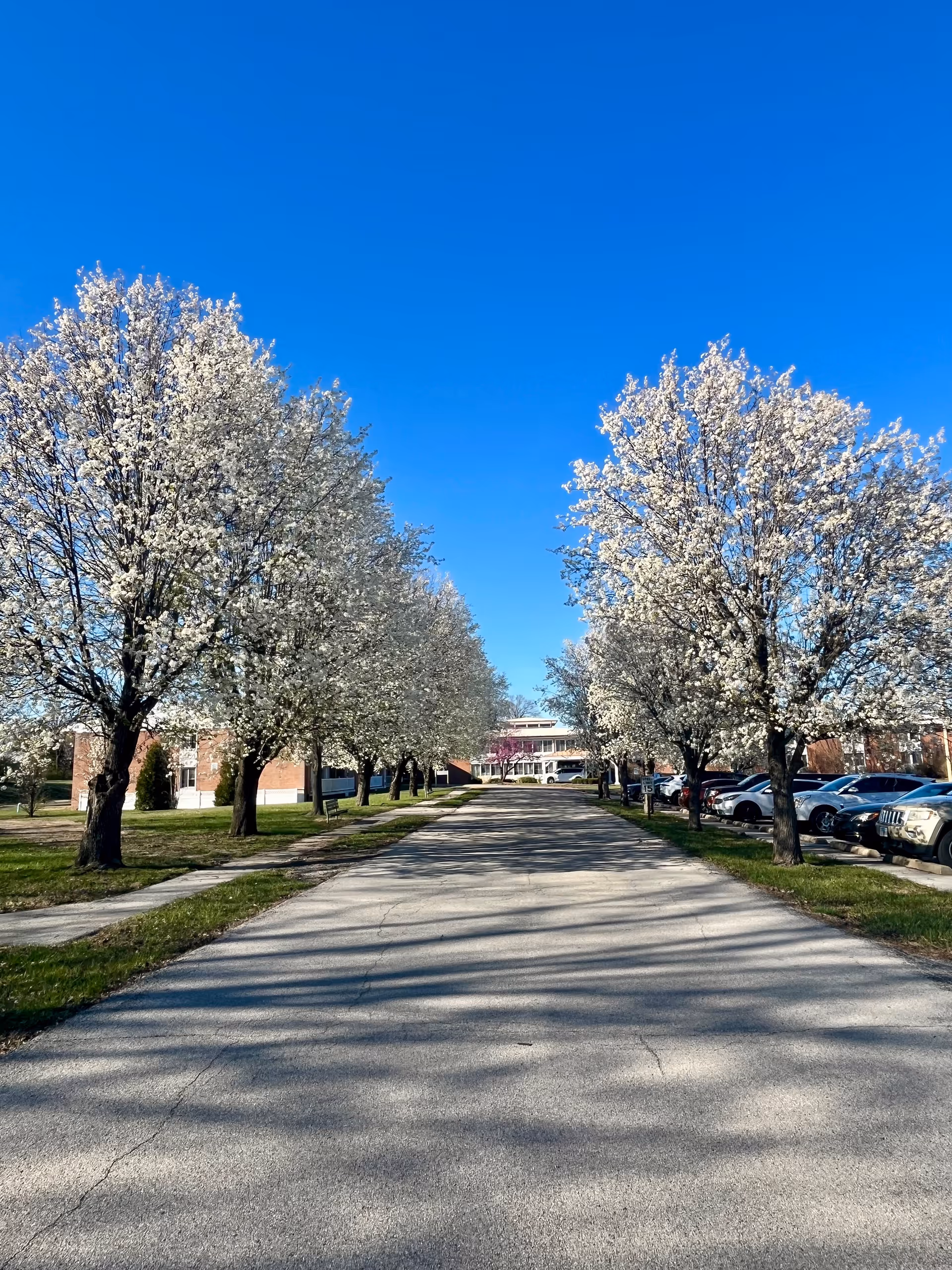 A paved driveway lined with blooming white-flowered trees on both sides leading to a brick building under a clear blue sky. Cars are parked on the right side of the driveway and there is a sidewalk on the left side.