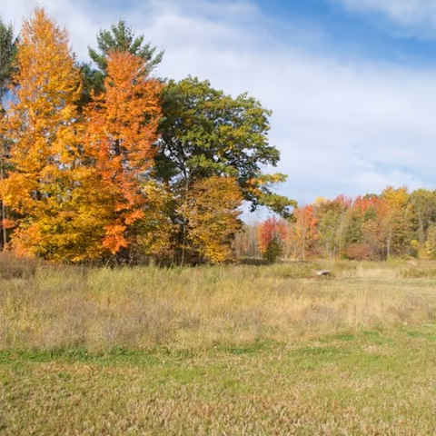 A scenic outdoor view featuring a grassy field with a cluster of trees displaying autumn foliage in shades of orange, yellow, and green under a partly cloudy blue sky.