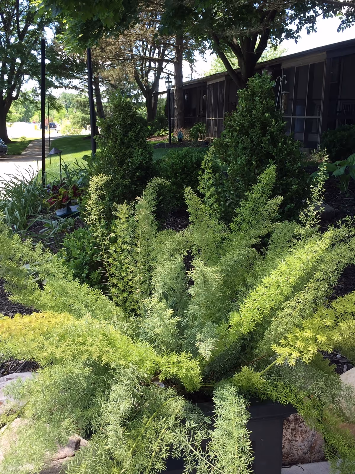 Green shrubs and potted plants in a landscaped bed outside a low building with screened porches and trees.