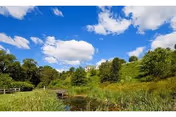 A grassy pond and marsh in a park-like setting with trees and a hill topped by a distant building under a bright blue sky with scattered clouds.