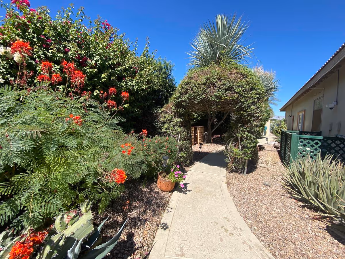 Sunlit garden walkway with flowering bushes and a vine-covered arch beside a building.
